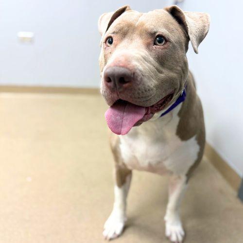 PORTIA, Adoptable, Adult Female Staffordshire Bull Terrier & Mixed Breed.