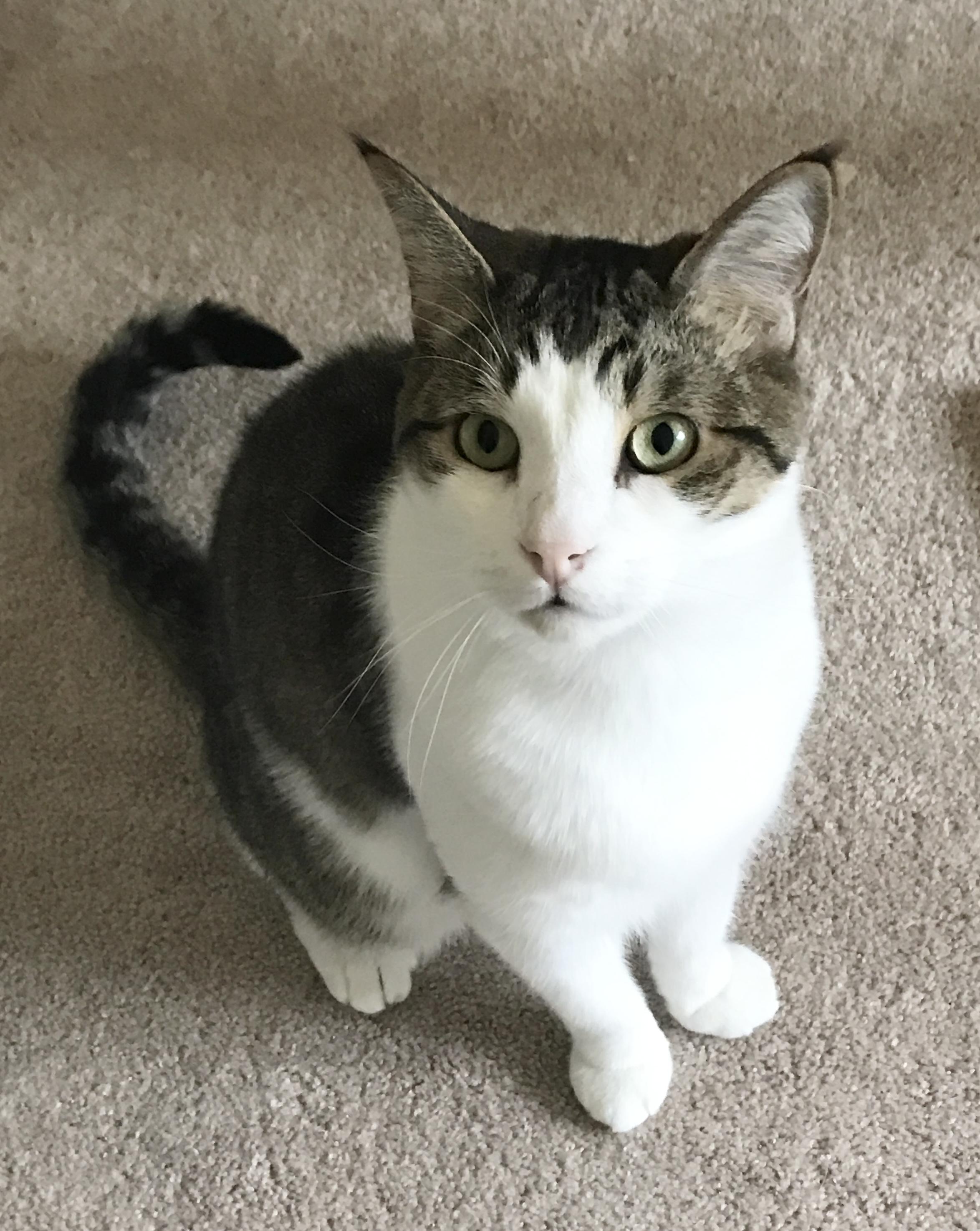 Leo, a Adopted Domestic Short Hair in Bellingham, WA image 1/2