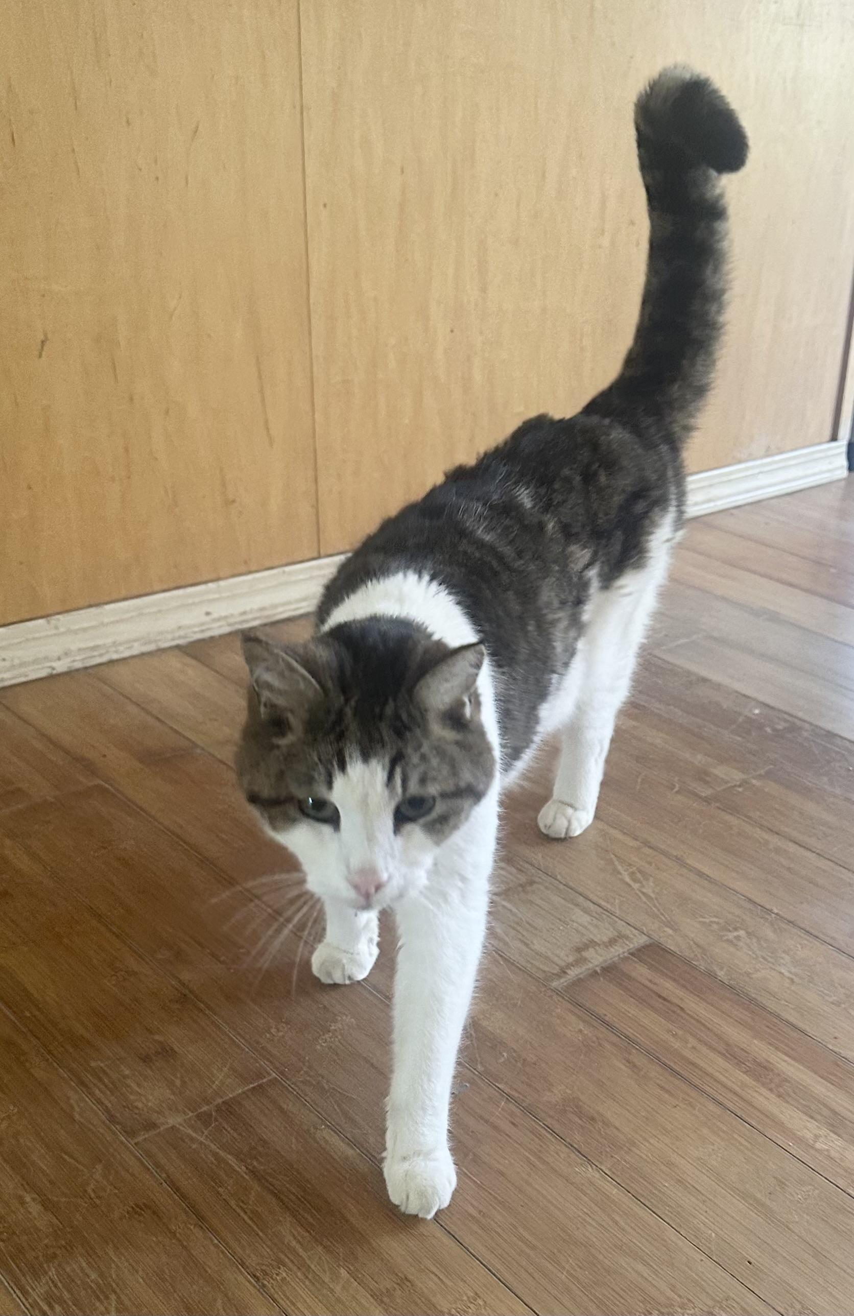 Leo, Adopted, Senior Male Domestic Short Hair.