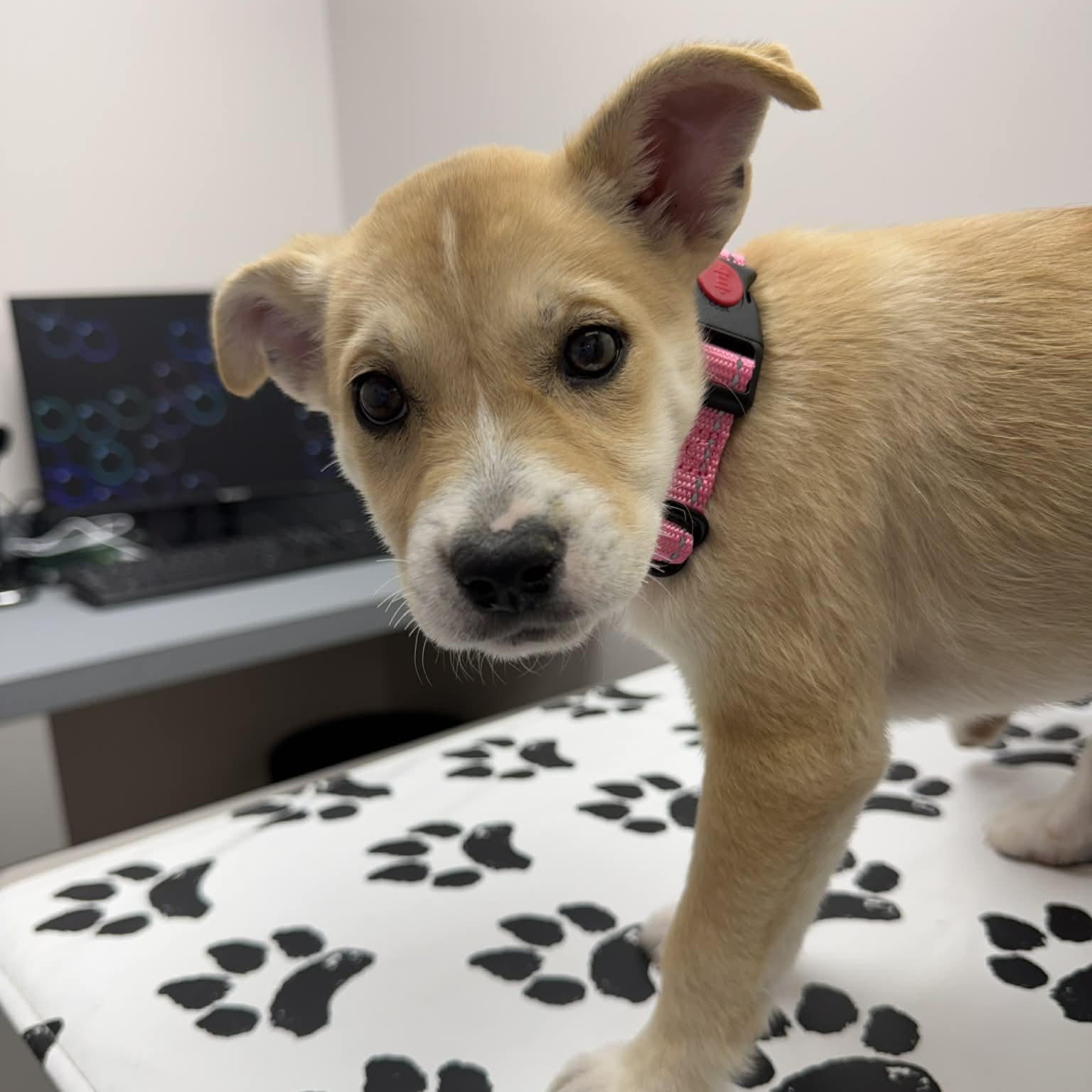 Enlarge Penny, a Adoptable mixed breed in Cedar Rapids, IA image 3/6