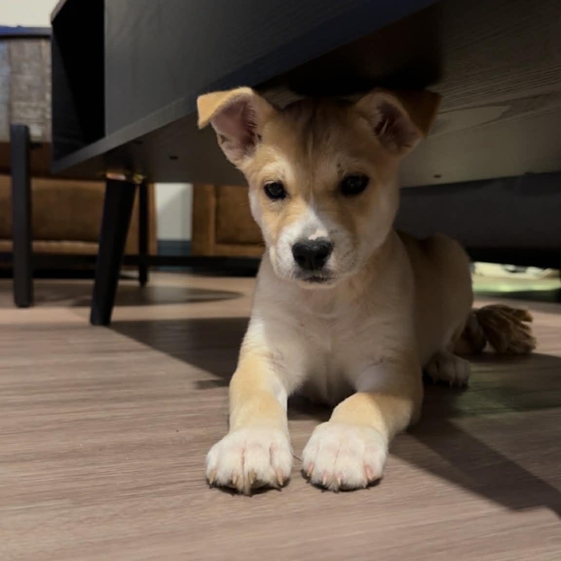 Enlarge Penny, a Adoptable mixed breed in Cedar Rapids, IA image 5/6