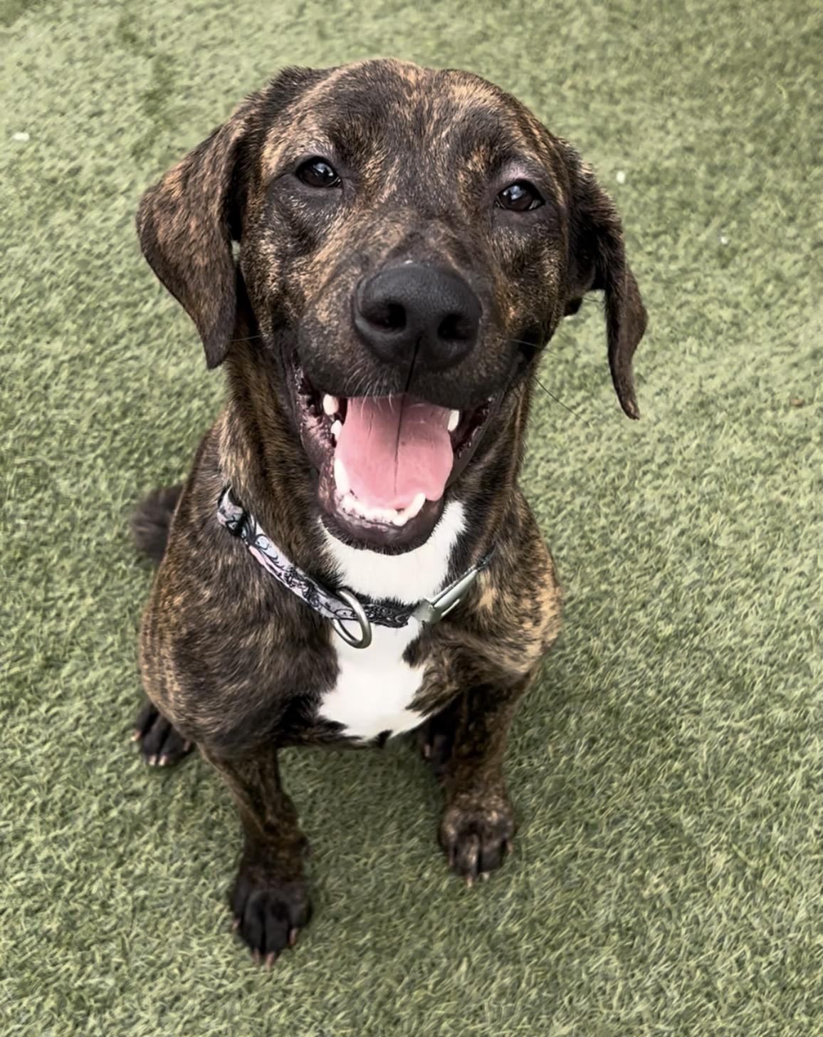 Enlarge Jolene, a ADOPTABLE mixed breed in Coconut Creek, FL image 4/4