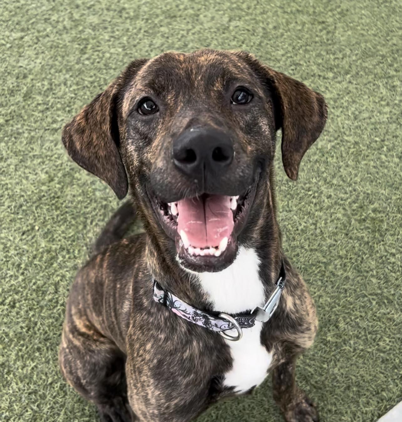 Enlarge Jolene, a ADOPTABLE mixed breed in Coconut Creek, FL image 1/4