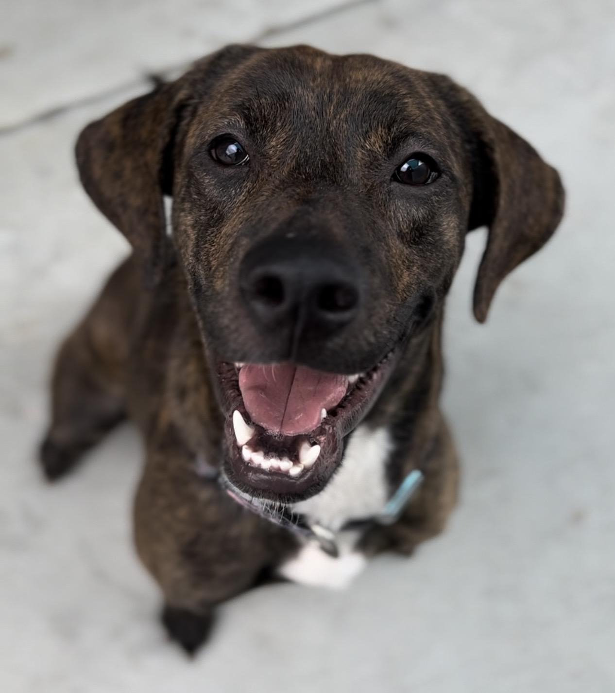 Enlarge Jolene, a ADOPTABLE mixed breed in Coconut Creek, FL image 2/4