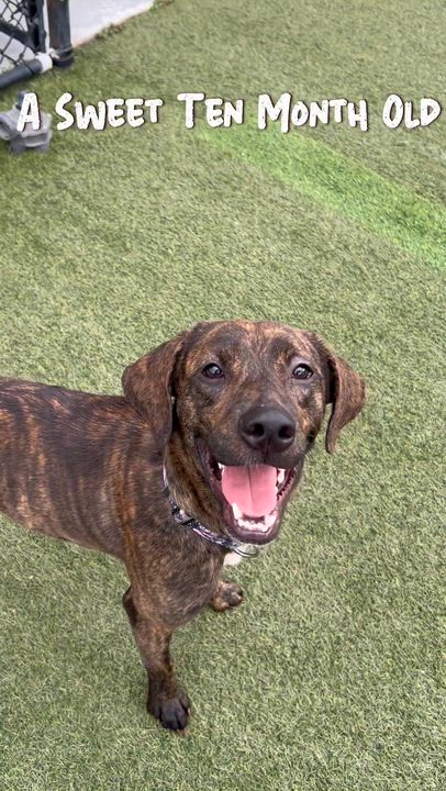 Enlarge Jolene, a ADOPTABLE mixed breed in Coconut Creek, FL video 3/4