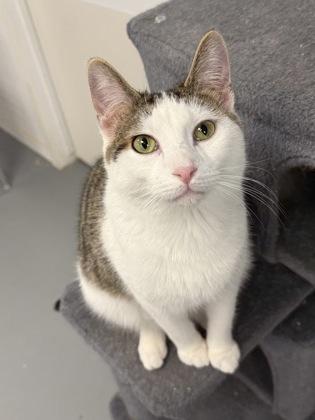 Enlarge Snow, a Adoptable mixed breed in Mount Pleasant, IA image 1/3