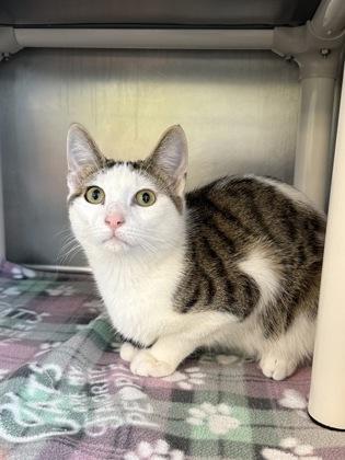 Enlarge Snow, a Adoptable mixed breed in Mount Pleasant, IA image 2/3