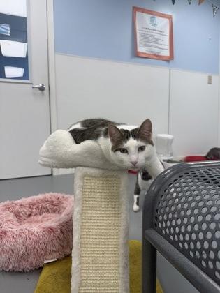 Enlarge Snow, a Adoptable mixed breed in Mount Pleasant, IA image 3/3