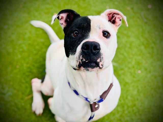 APOLLO, Adoptable, Adult Male Pit Bull Terrier & Mixed Breed.