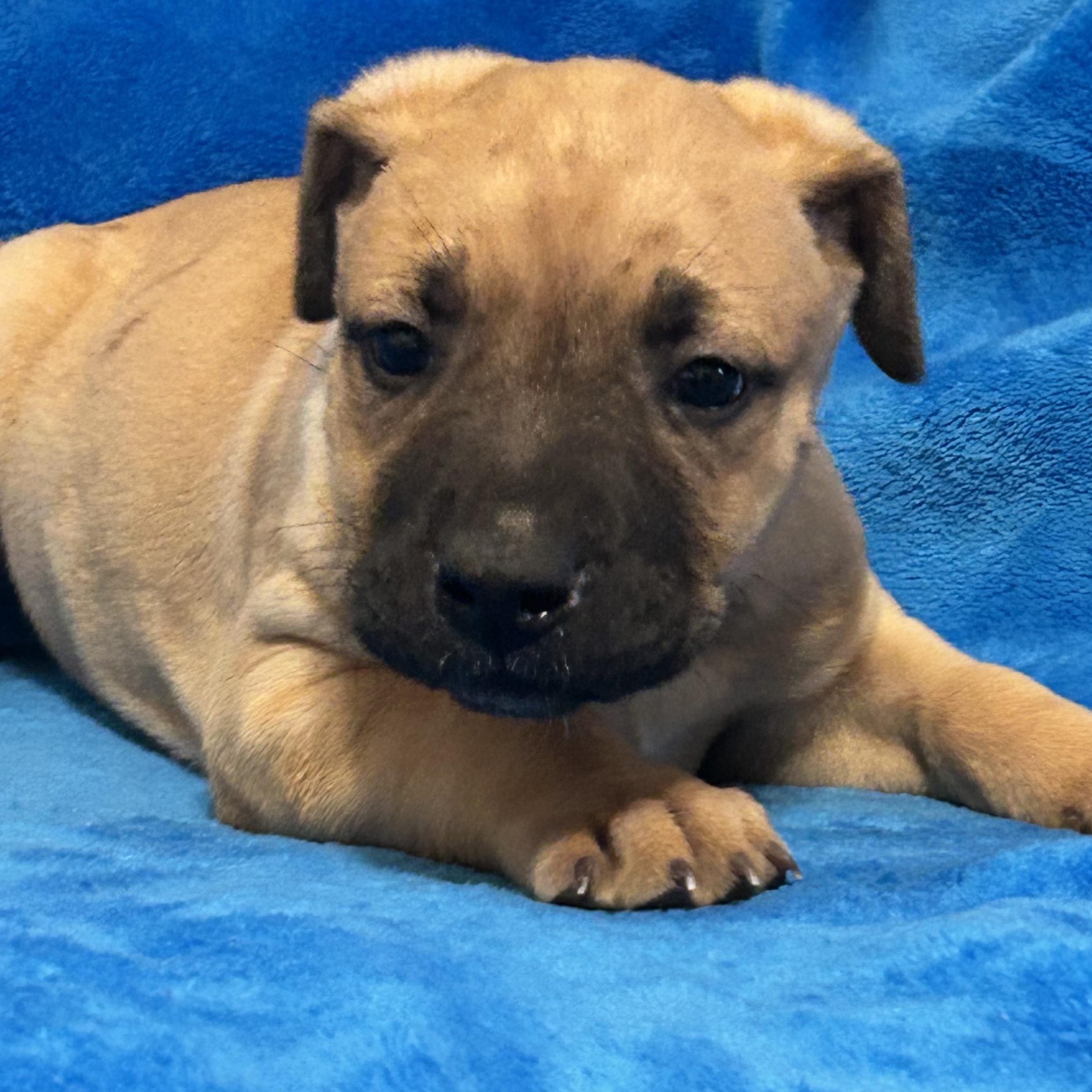 Honey — thumbnail 4