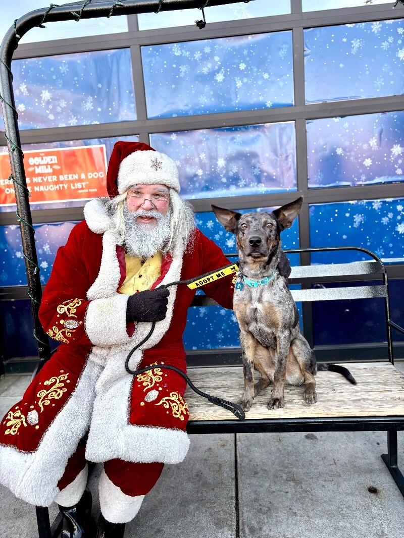 Sheldon, Adoptable, Young Male Australian Kelpie & Cattle Dog.