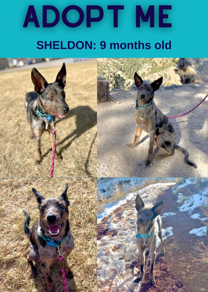 Enlarge Sheldon, a Adoptable mixed breed in Boulder, CO image 1/6