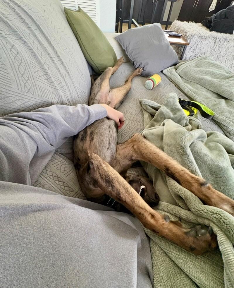 Enlarge Sheldon, a Adoptable mixed breed in Boulder, CO image 2/6