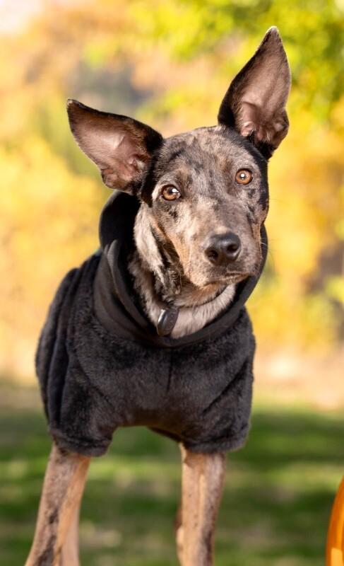 Enlarge Sheldon, a Adoptable mixed breed in Boulder, CO image 3/6