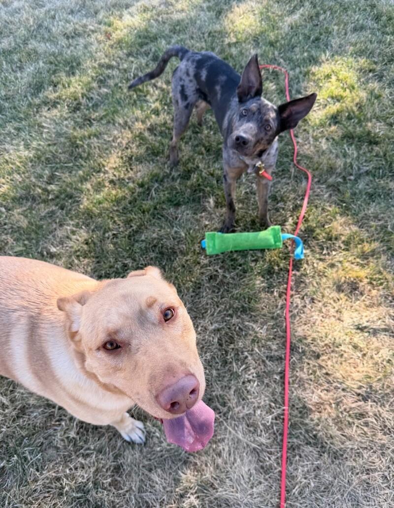 Sheldon, a Adoptable mixed breed in Boulder, CO image 2/6
