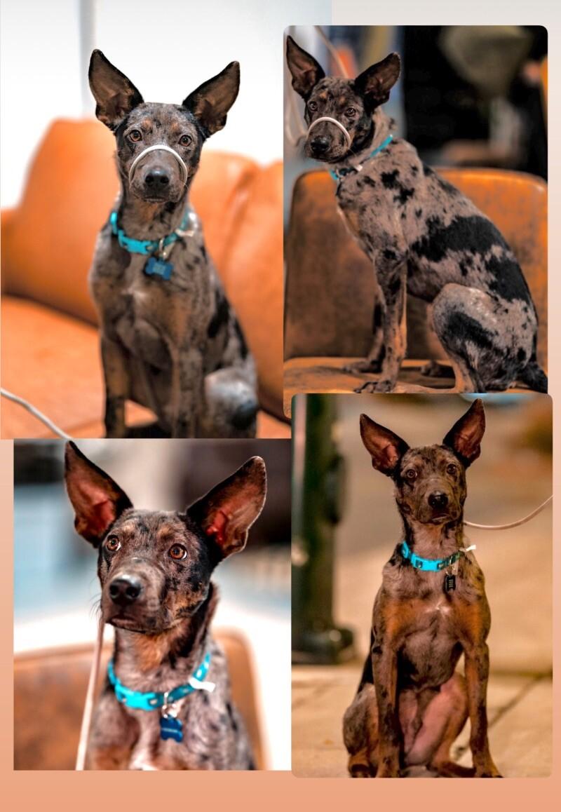 Sheldon, a Adoptable mixed breed in Boulder, CO image 3/6