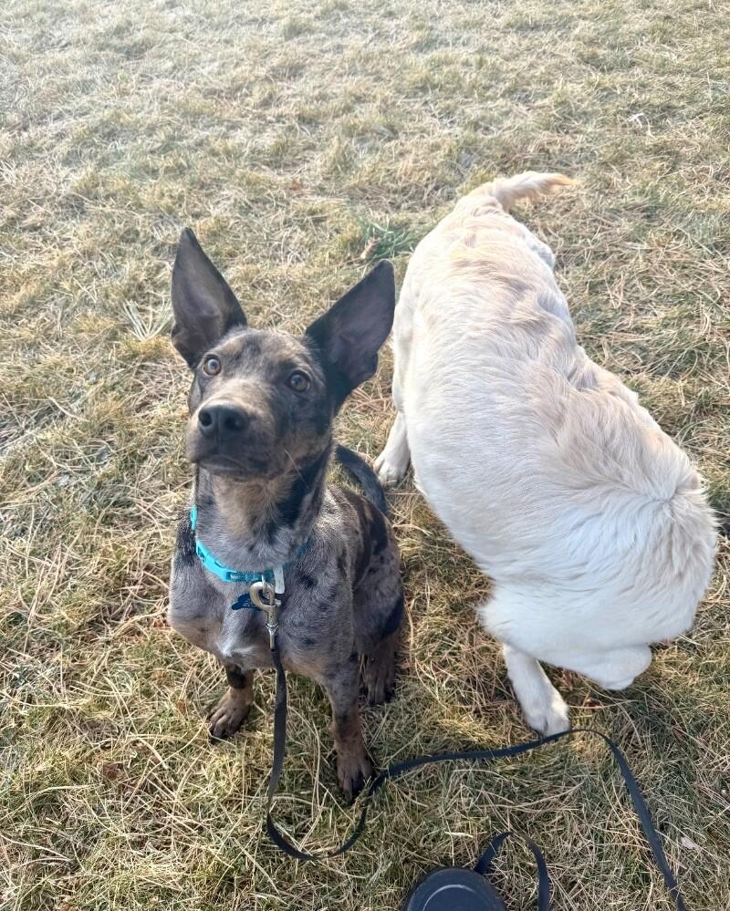 Sheldon, a Adoptable mixed breed in Boulder, CO image 4/6
