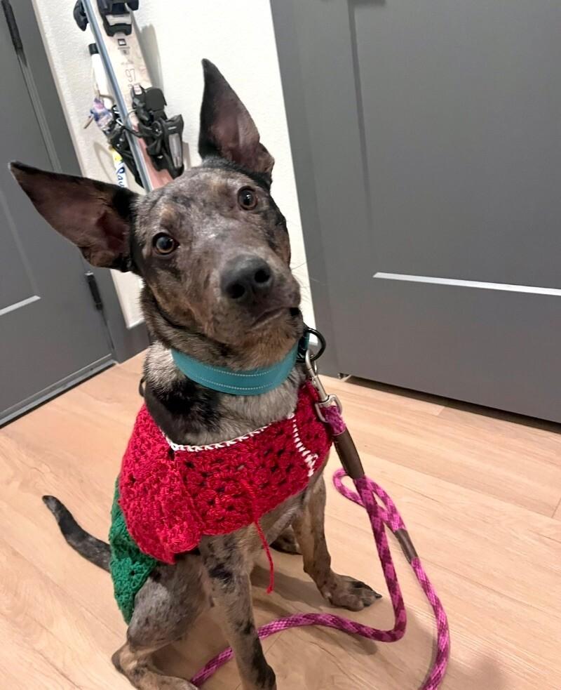 Enlarge Sheldon, a Adoptable mixed breed in Boulder, CO image 6/6