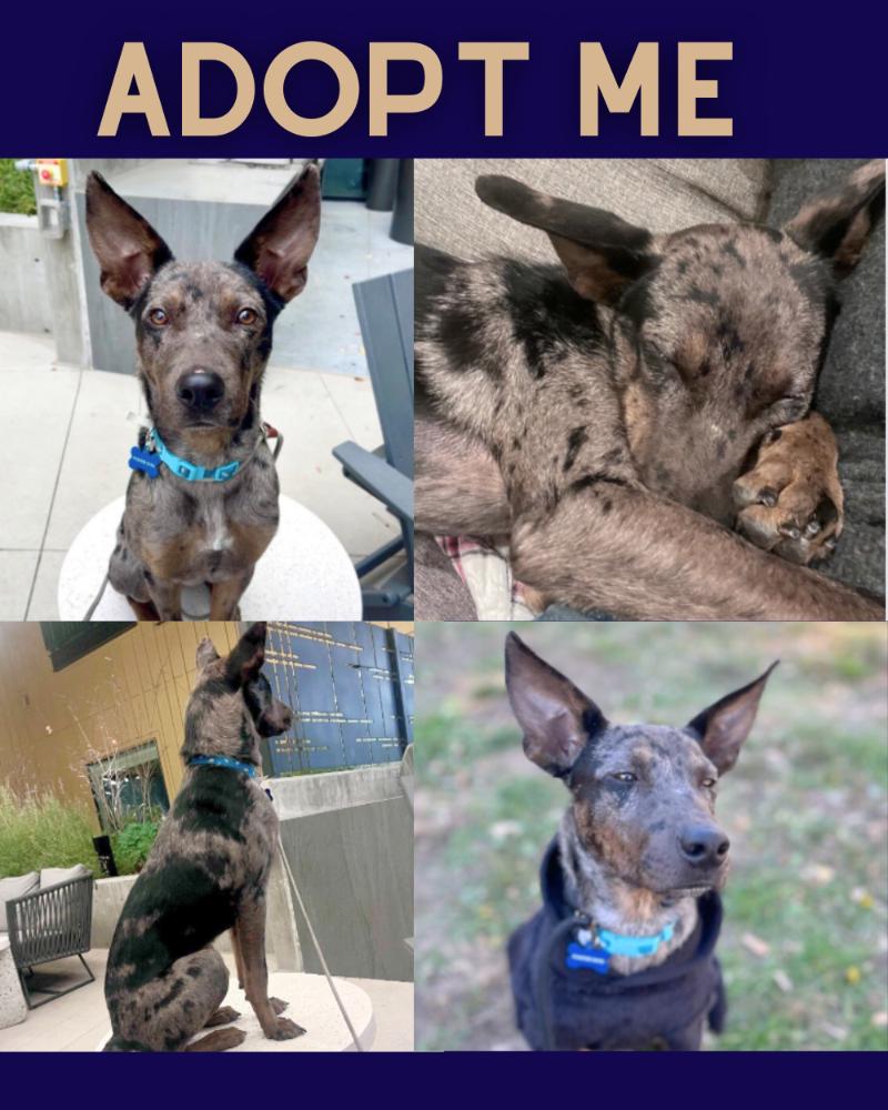 Sheldon, a Adoptable mixed breed in Boulder, CO image 5/6