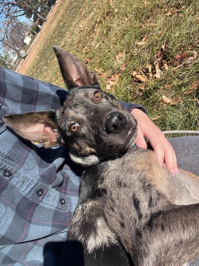 Sheldon, a Adoptable mixed breed in Boulder, CO image 6/6