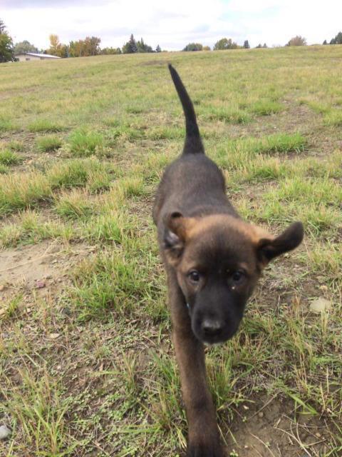 Enlarge Takoda, a Adopted mixed breed in Havre, MT image 1/1