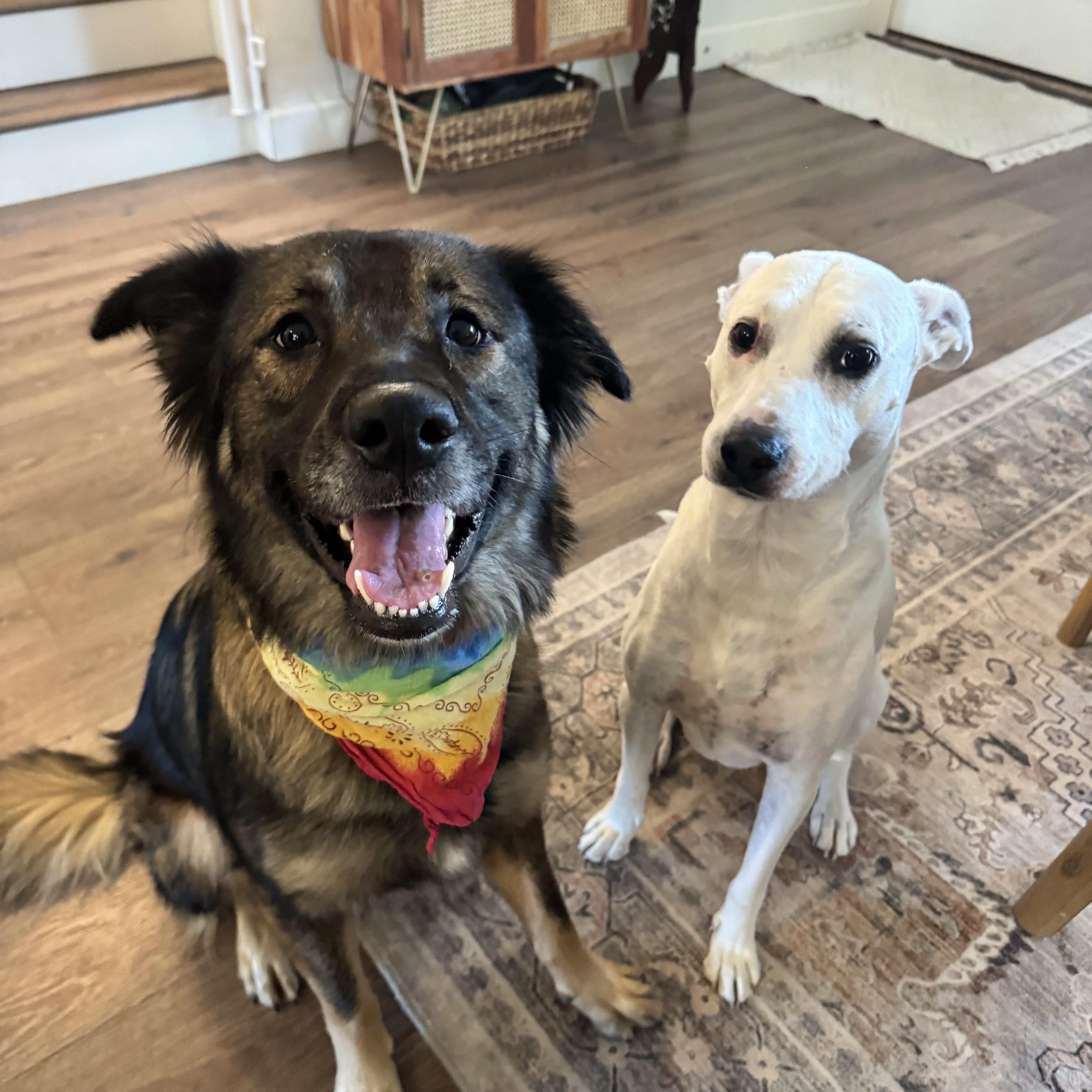 Enlarge Gemma, a Adoptable mixed breed in Wenatchee, WA image 6/6