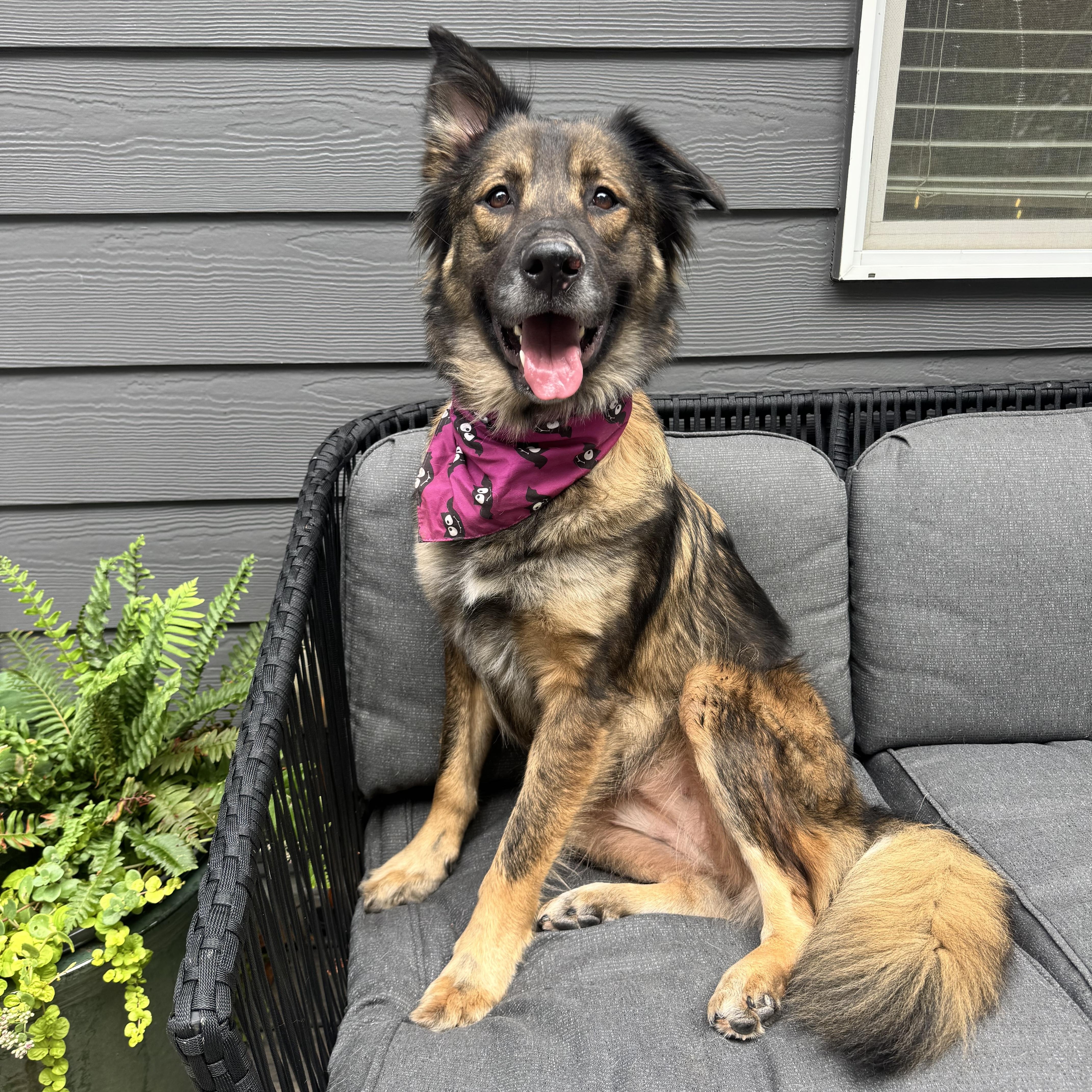 Gemma, Adoptable, Adult Female German Shepherd Dog.
