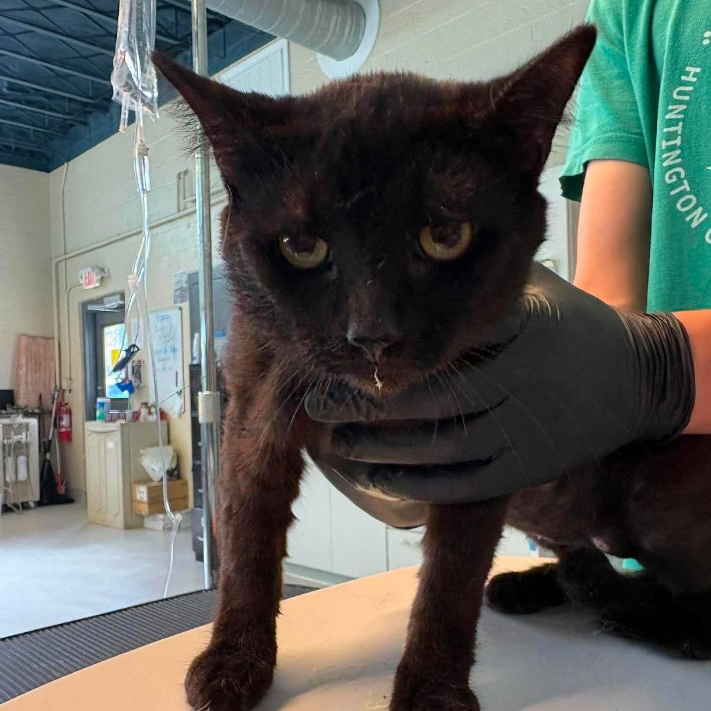 Enlarge Arthur, a Adoptable Domestic Short Hair in Huntington, WV image 1/1