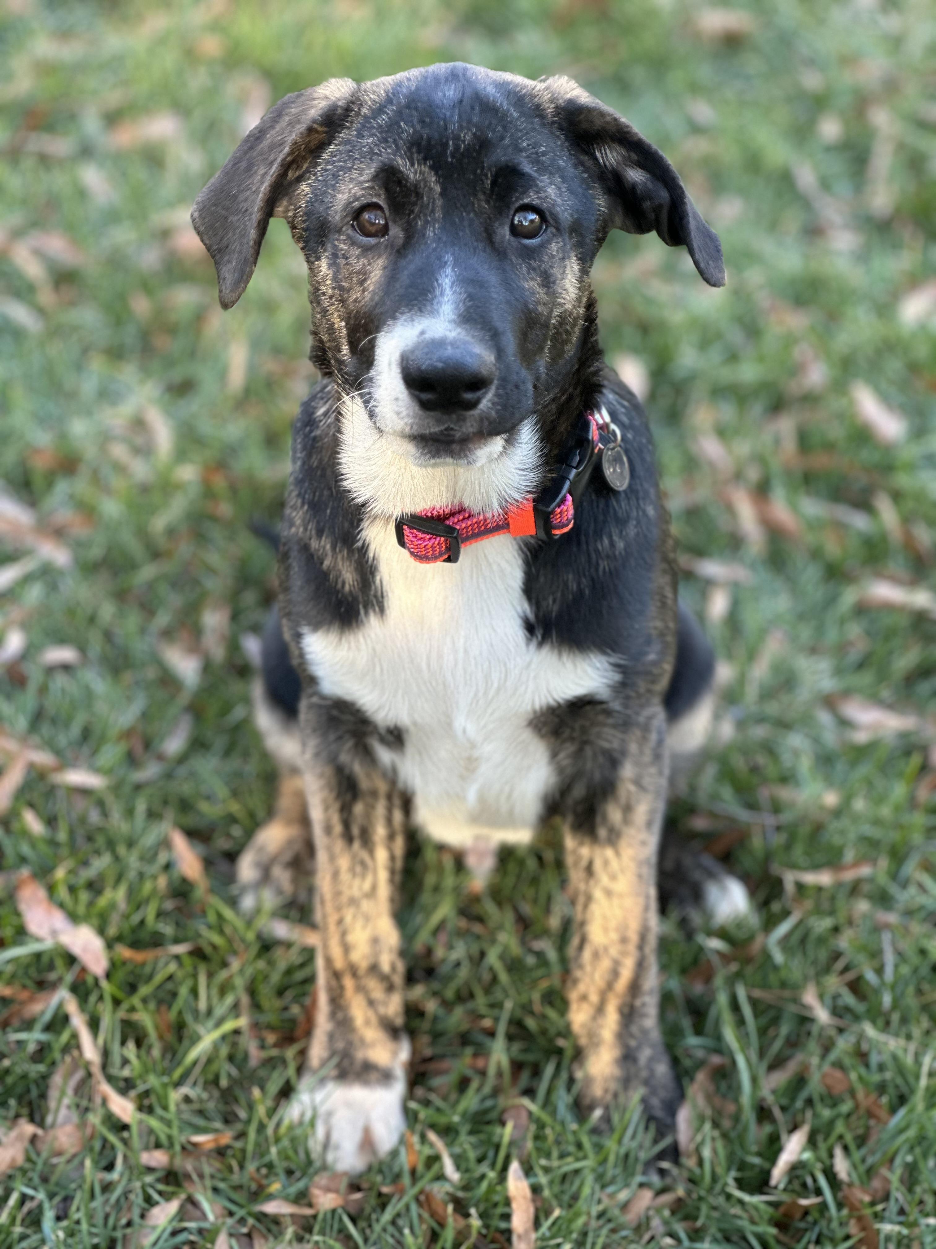 Enlarge Jagger, a ADOPTABLE mixed breed in Maiden, NC image 2/2