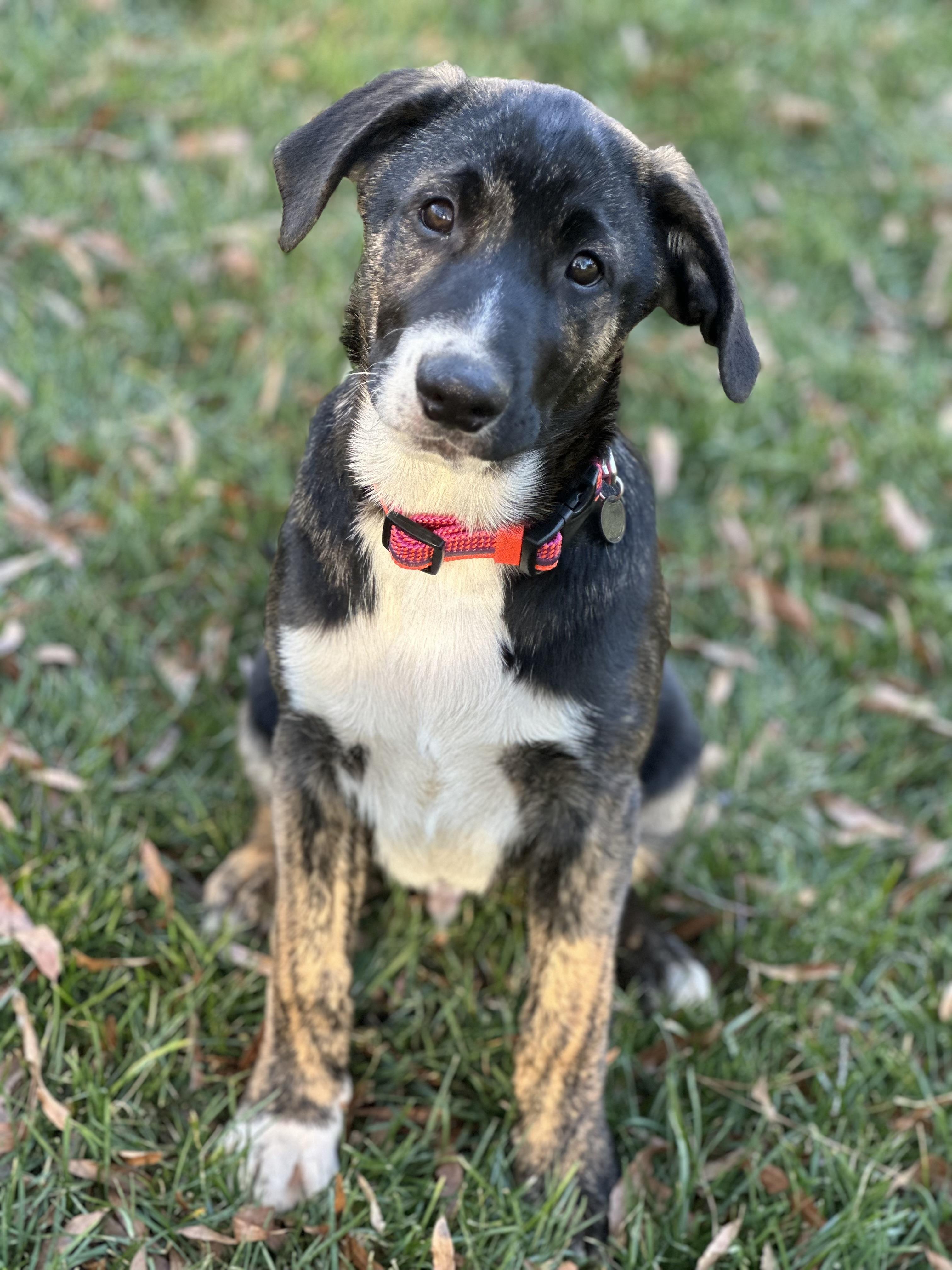 Jagger, ADOPTABLE, Young Male Australian Shepherd & Plott Hound.
