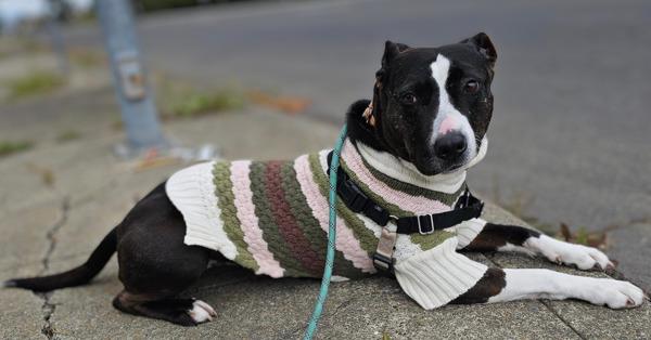Enlarge Darlene, a Adoptable mixed breed in Vallejo, CA image 1/6