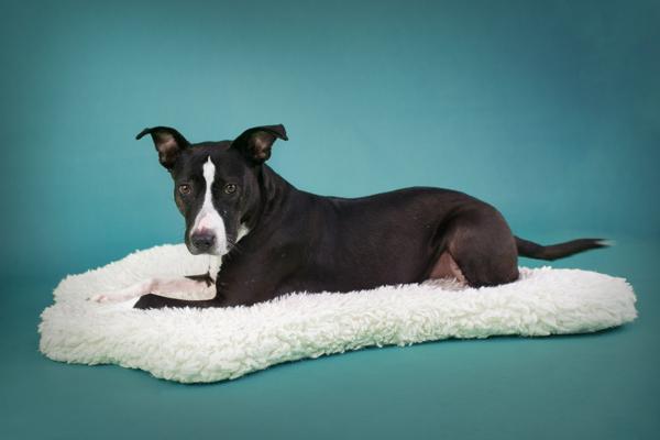 Enlarge Darlene, a Adoptable mixed breed in Vallejo, CA image 3/6