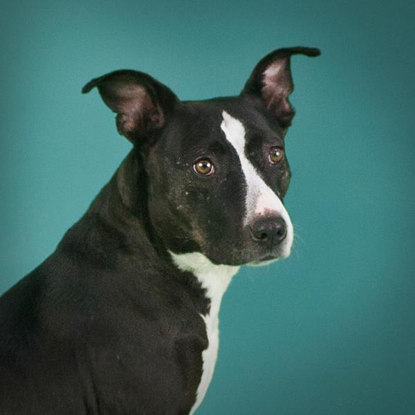 Enlarge Darlene, a Adoptable mixed breed in Vallejo, CA image 4/6