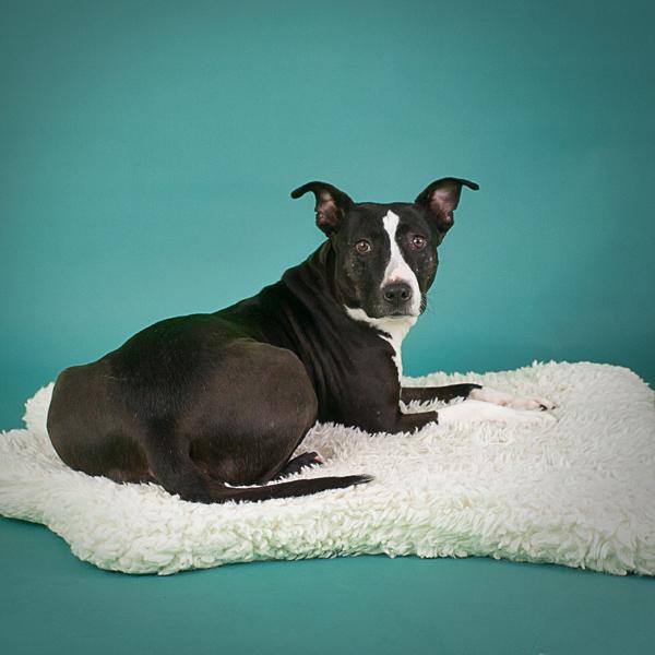 Enlarge Darlene, a Adoptable mixed breed in Vallejo, CA image 5/6