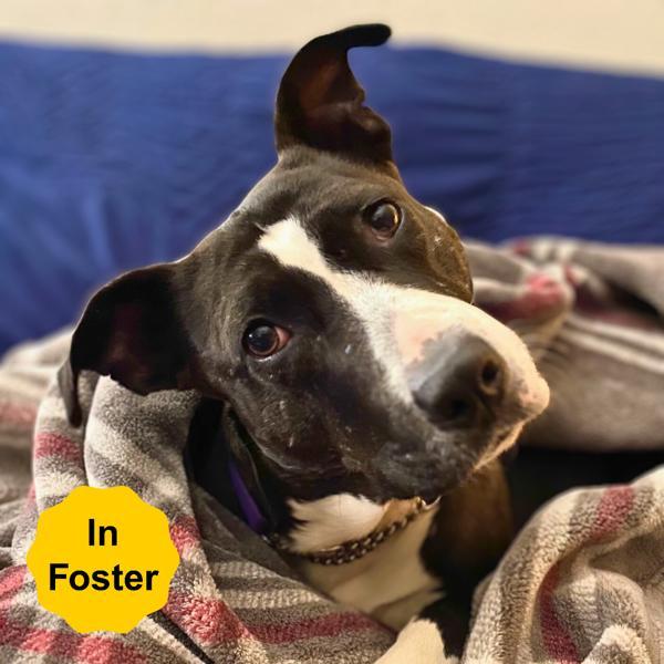 Enlarge Darlene, a Adoptable mixed breed in Vallejo, CA image 5/6