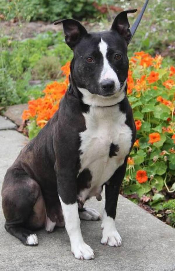 Enlarge Darlene, a Adoptable mixed breed in Vallejo, CA image 6/6