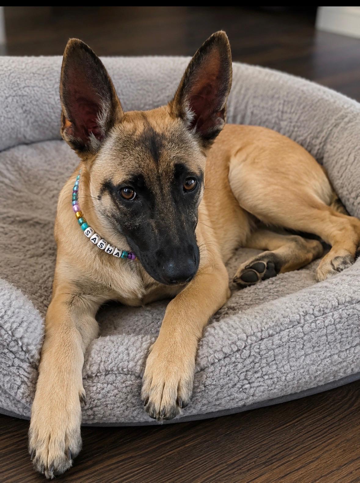 Enlarge Sasha Malathi, a Adoptable mixed breed in Dallas, TX image 5/5