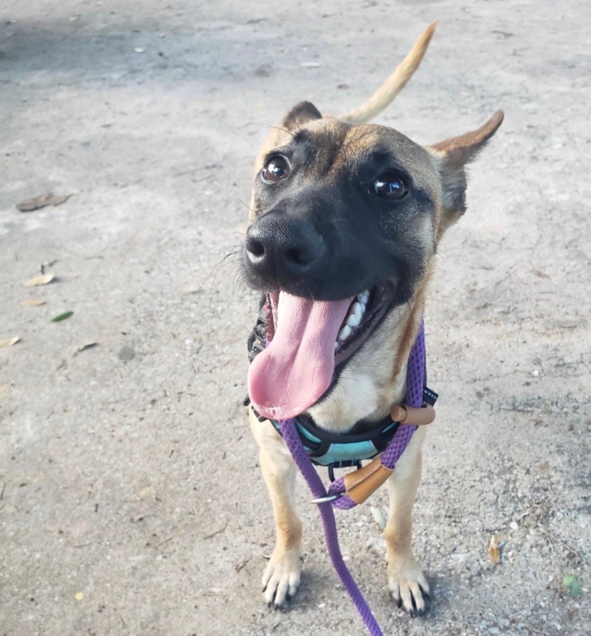 Enlarge Sasha Malathi, a Adoptable mixed breed in Dallas, TX image 2/5
