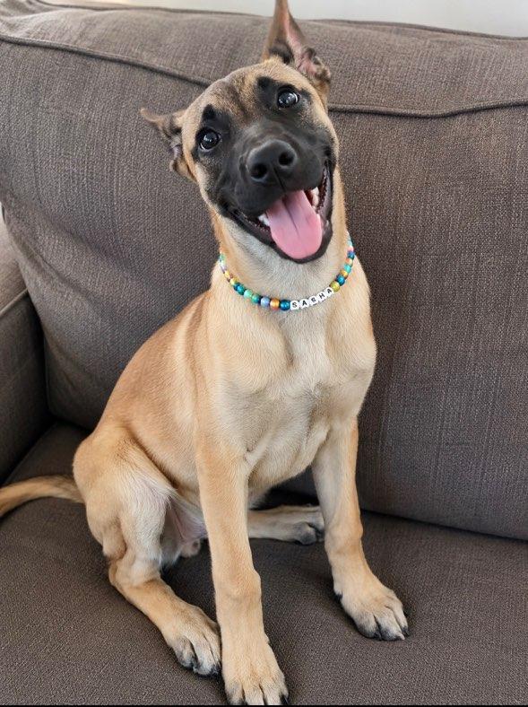 Enlarge Sasha Malathi, a Adoptable mixed breed in Dallas, TX image 1/5