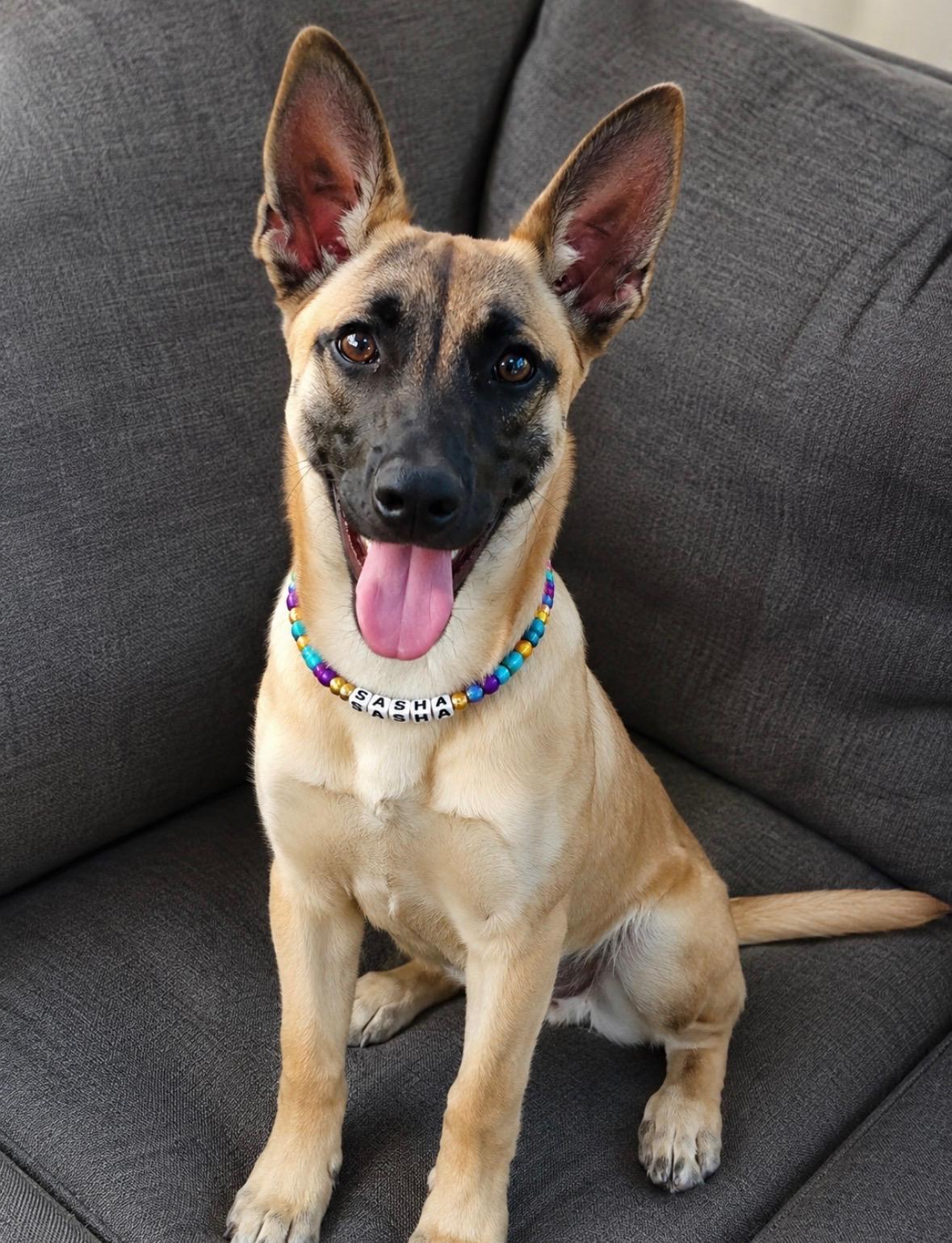 Enlarge Sasha Malathi, a Adoptable mixed breed in Dallas, TX image 3/5