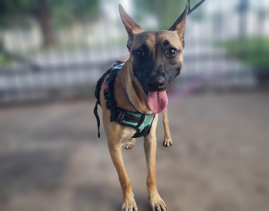Enlarge Sasha Malathi, a Adoptable mixed breed in Dallas, TX image 4/5