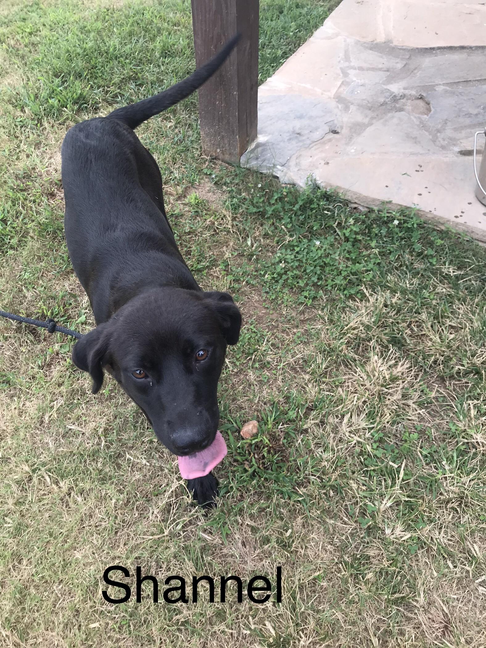 Shannel, Adoptable, Young Female Labrador Retriever.