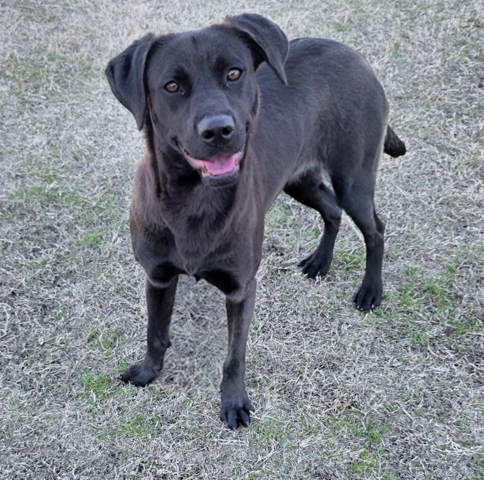 Enlarge Shannel, an adopted mixed breed in Jackson, GA image 1/1