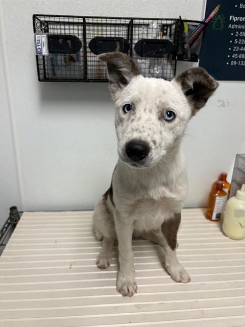 Enlarge MARY, a Adoptable Border Collie in Bakersfield, CA image 1/1