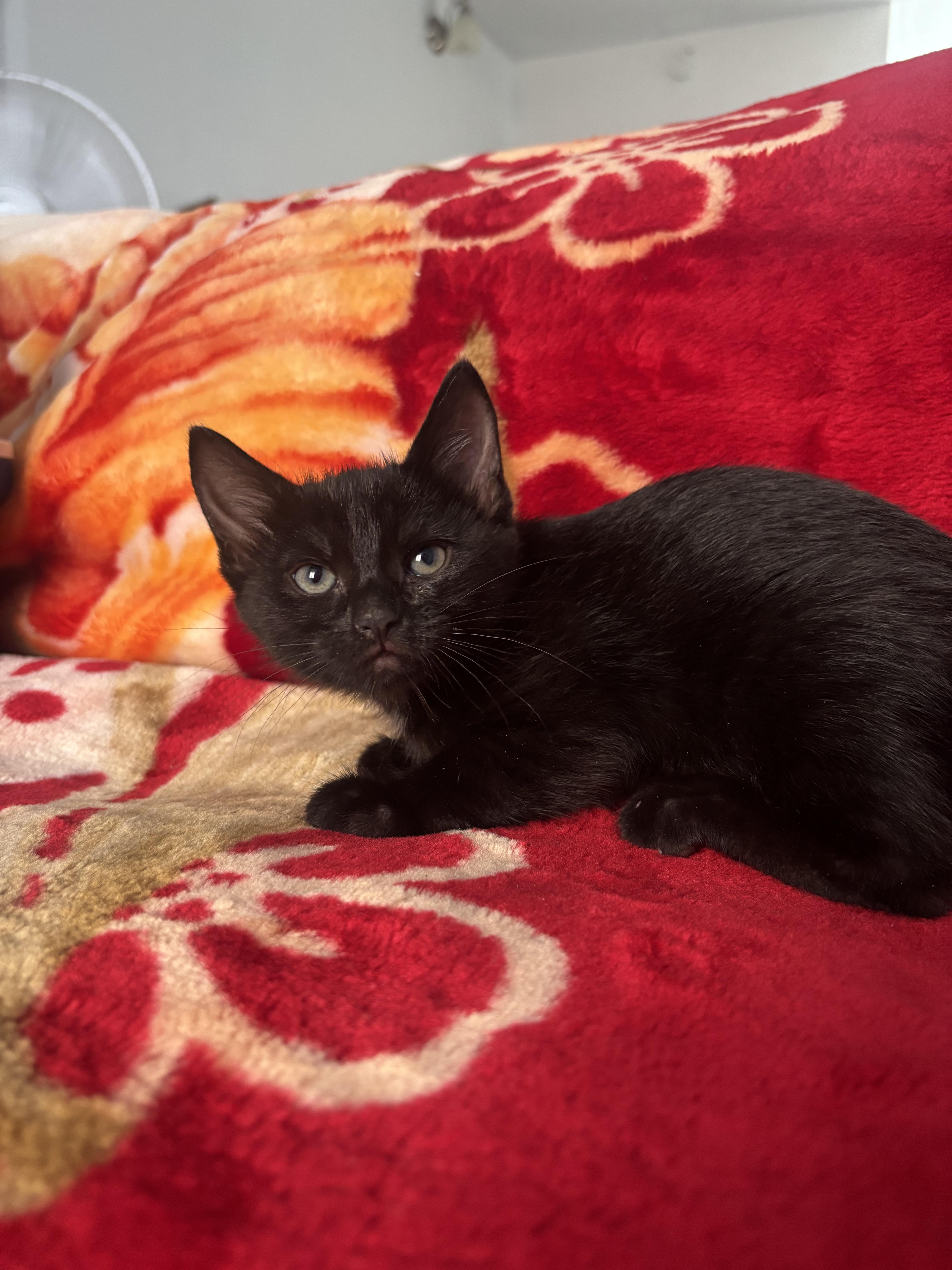 Shadow, an adopted Domestic Short Hair in Woodbridge, VA image 4/4