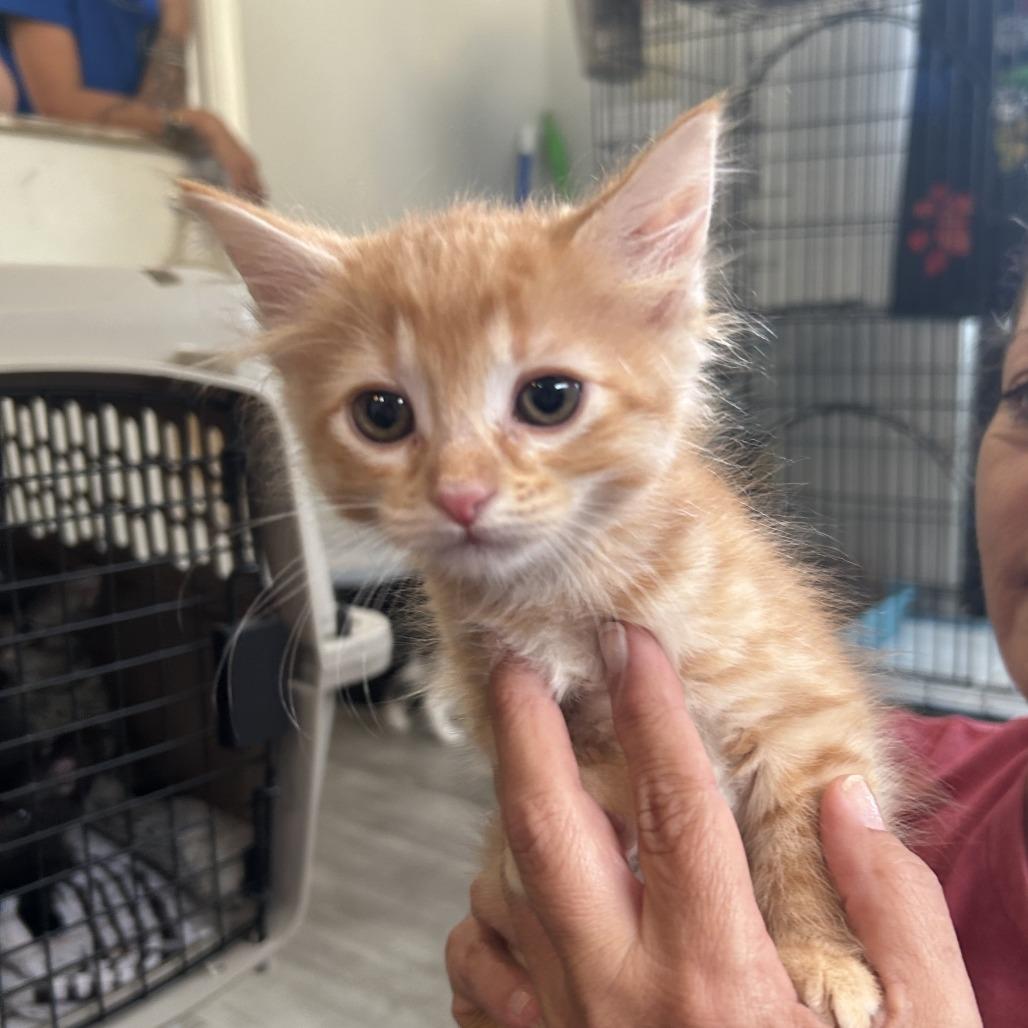 Poppy 26-069, Adoptable, Kitten Female Domestic Medium Hair.