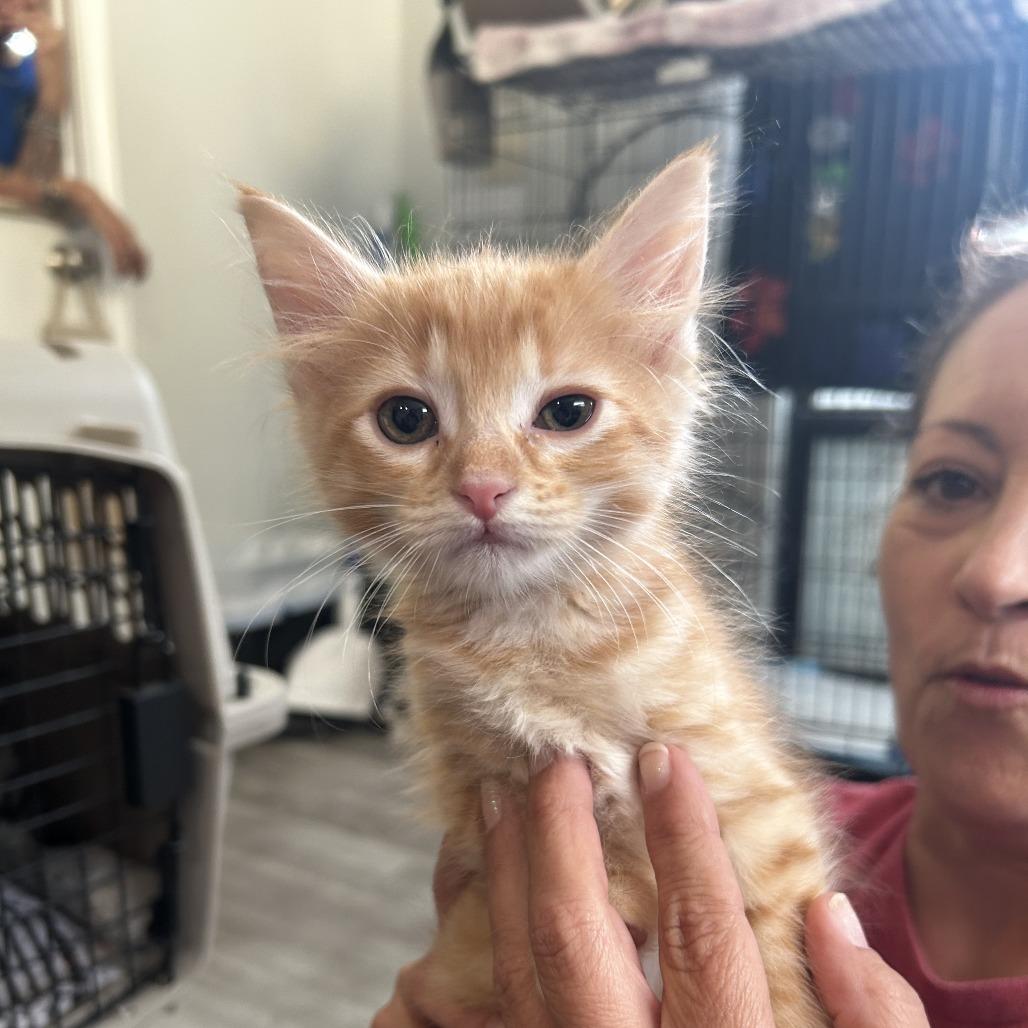 Poppy 26-069, a Adoptable Domestic Medium Hair in Little Rock, AR image 2/3