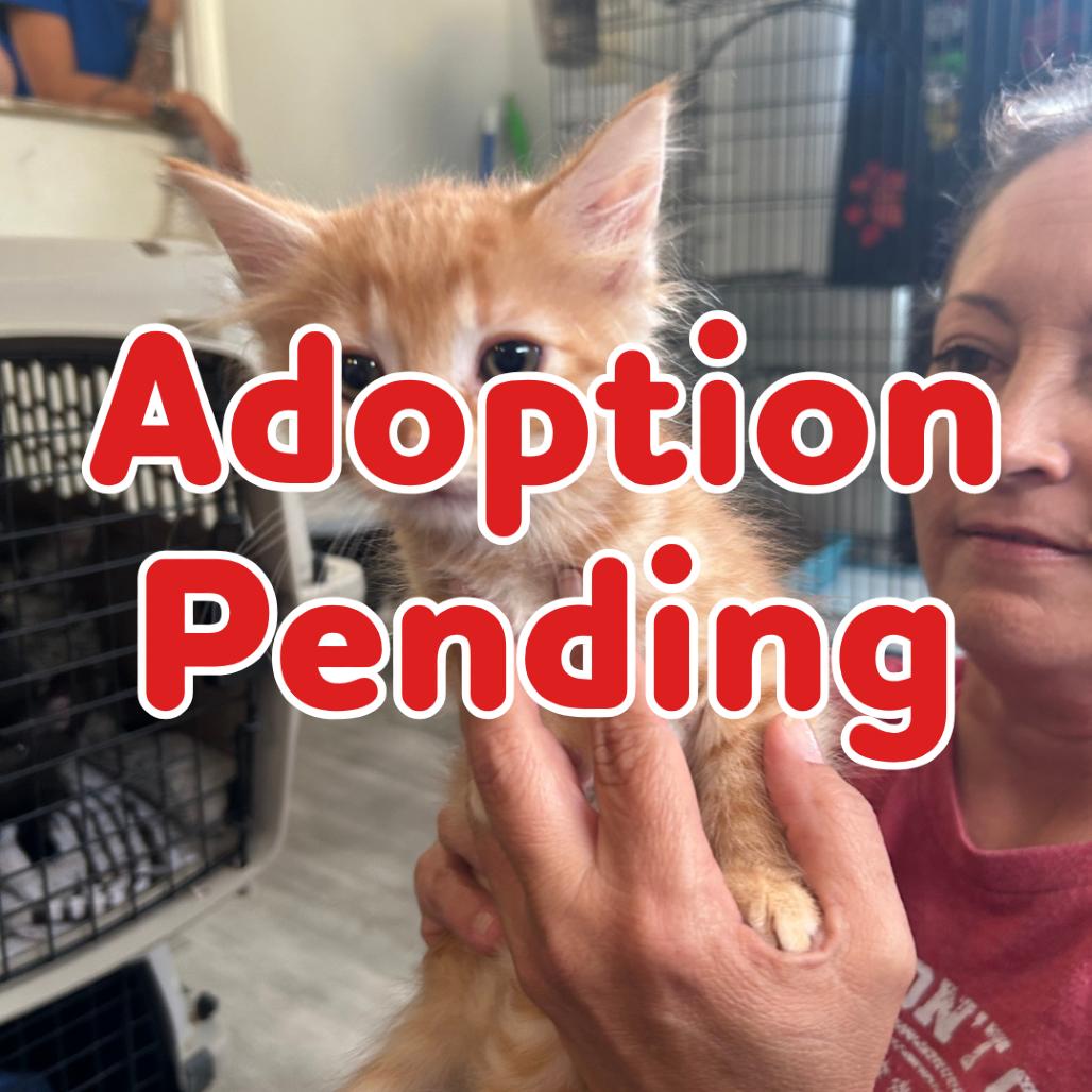 Poppy 26-069, Adoptable, Kitten Female Domestic Medium Hair.