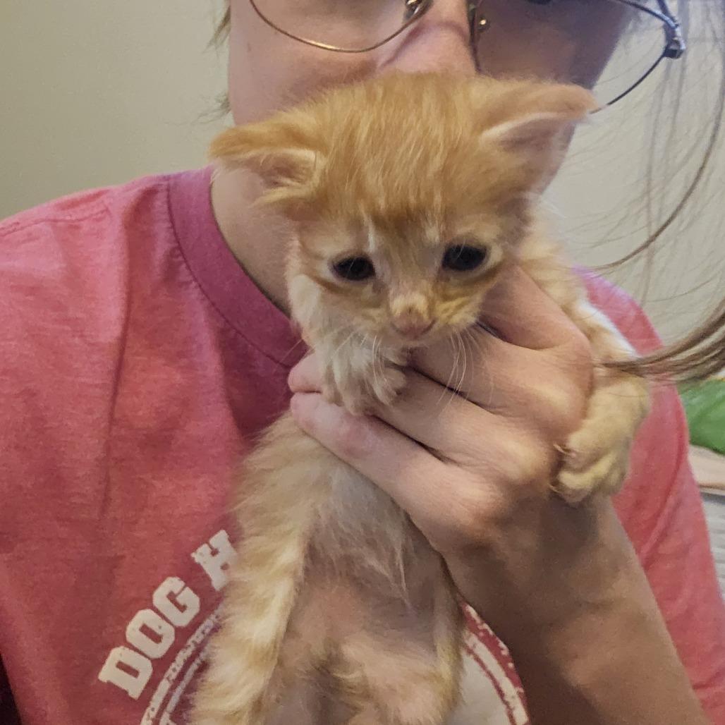 Poppy 26-069, a Adoptable Domestic Medium Hair in Little Rock, AR image 3/3