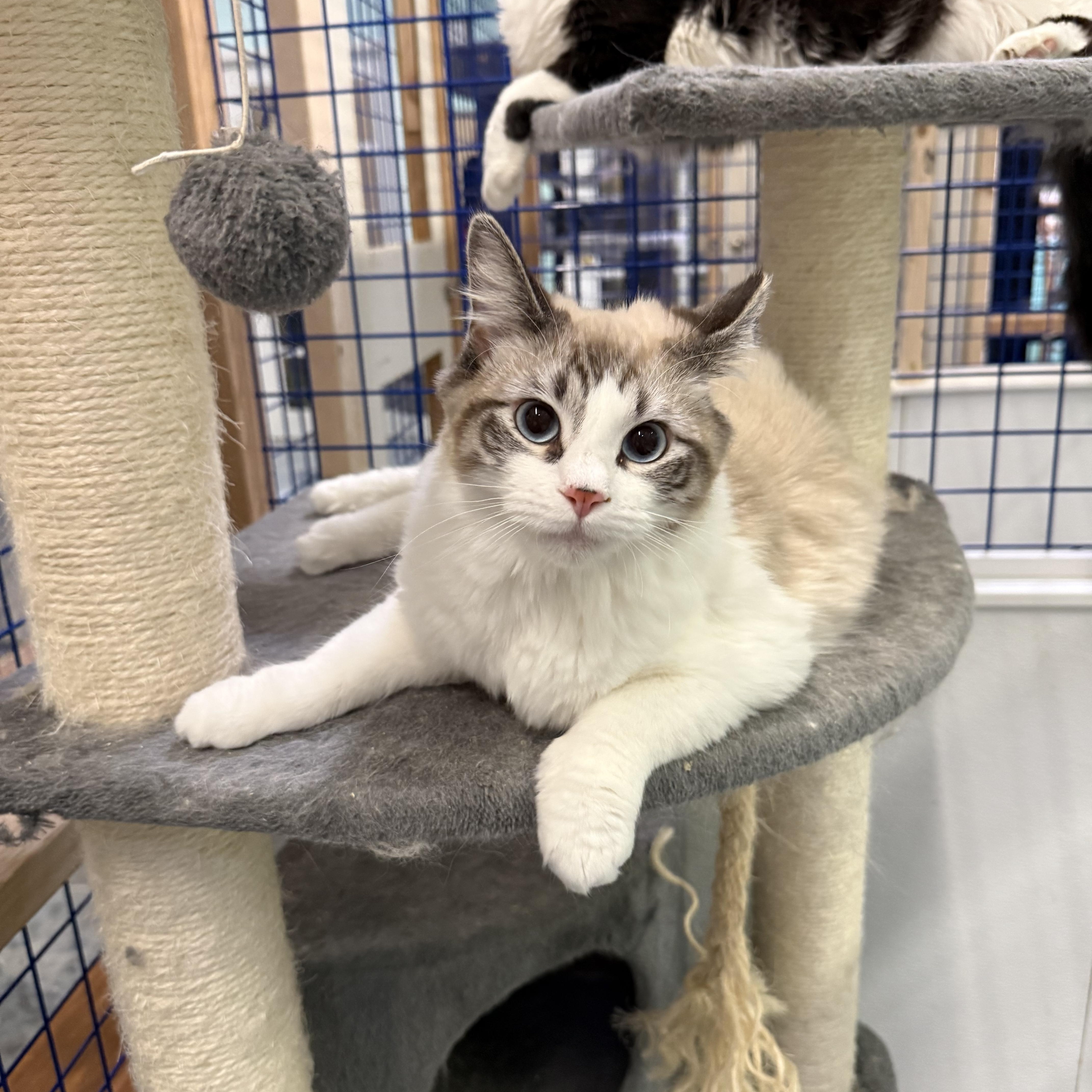 Sylvester and Aurora, an adopted Ragdoll in Pomona, CA image 2/5